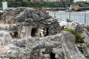 Humboldt penguins, Parque Marino, Peninsula de la Magdalena, Santander Spain