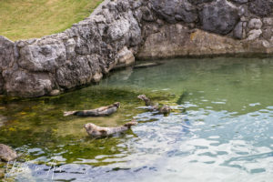 South American sea lions, Parque Marino, Peninsula de la Magdalena, Santander Spain