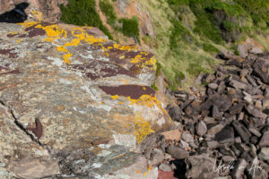 Colourful lichens on a large boulder, Haycock Point walking track, NSW Australia.