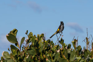 New Holland honeyeater, Haycock Point walking track, NSW Australia.
