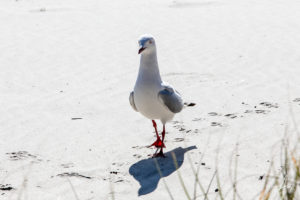 Silver Gull on Barmouth Beach, NSW Australia.
