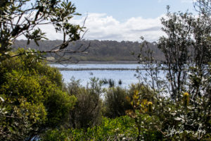 Landscape: Waters west of Horseshoe Bay, Bermagui NSW Australia