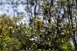 Coastal Banksia, Bermagui, NSW Australia