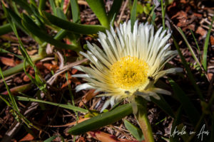 Yellow Pig Face flower, Tilba Road, Bermagui NSW Australia