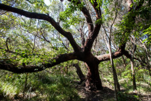 Branching trees over a walking track, Bermagui, NSW Australia