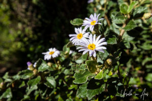 Daisies on the path, Bermagui Coastal Walk, NSW Australia