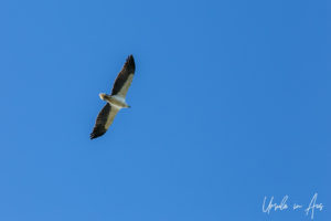 Sea eagle in a blue sky, Bermagui Coastal Walk, NSW Australia