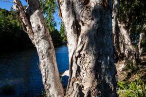 Closeup: peeling trunk of a paperbark, Bundaberg Botanic Gardens, Queensland Australia.