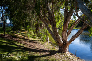 Paperbarks on the waterway, Bundaberg Botanic Gardens, Queensland Australia.