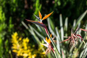 Bird of Paradise flowers, Bundaberg Botanic Gardens, Queensland Australia.