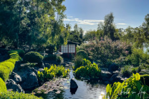 Landscaped Pond in the Japanese Gardens, Bundaberg Botanic Gardens, Queensland Australia.