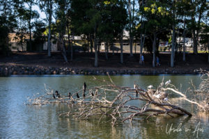 Birds on fallen branches in the lake, Bundaberg Botanic Gardens, Queensland Australia.