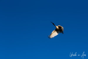 Australian White Ibis against a blue sky, Bundaberg Botanic Gardens, Queensland Australia.