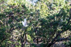 Australian White Ibis against greenery, Bundaberg Botanic Gardens, Queensland Australia.