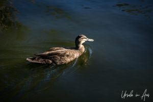 Pacific Black Duck, Bundaberg Botanic Gardens, Queensland Australia.