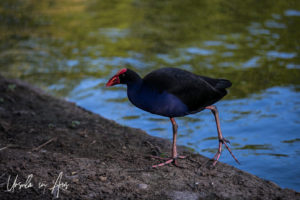 Purple Swamphen, Bundaberg Botanic Gardens, Queensland Australia.