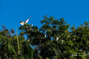 Egrets in the trees, Bundaberg Botanic Gardens, Queensland Australia.