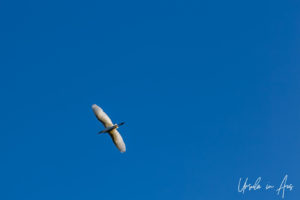 Egret against a blue sky, Bundaberg Botanic Gardens, Queensland Australia.