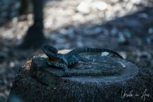 Lizard on a log, Bundaberg Botanic Gardens, Queensland Australia.