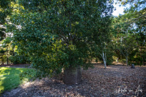 Queensland bottle tree, Bundaberg Botanic Gardens, Queensland Australia.