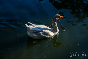 Gray goose, Bundaberg Botanic Gardens, Queensland Australia.