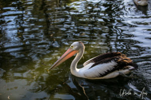 Australian Pelican, Bundaberg Botanic Gardens, Queensland Australia.