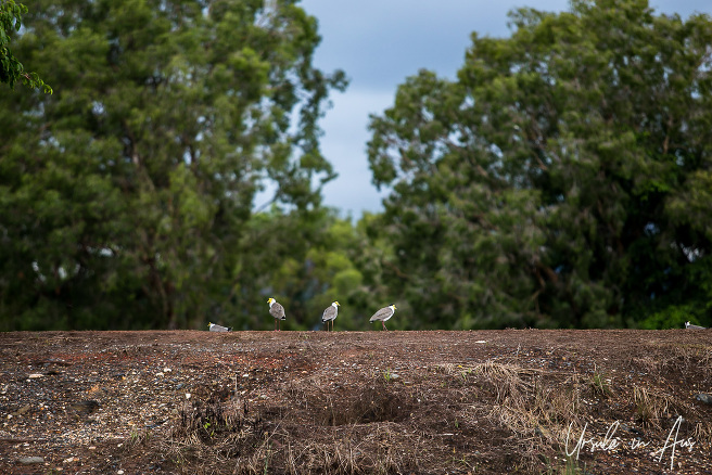 Masked lapwings, Dickson Inlet, Port Douglas, Queensland Australia.
