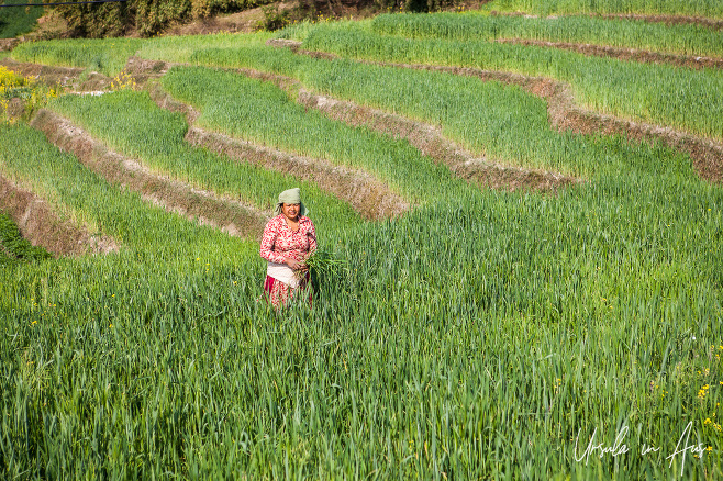 A woman in the mustard fields, Bhaktapur, Nepal, Nepal