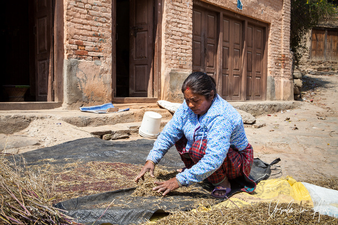 Woman sorting through mustard seed, Changunarayan, Nepal