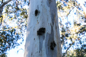 Detail: Messmate stringybark trunk , Endeavour Fern Gully, Red Hill Victoria, Australia