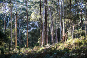 Gum Forest, Endeavour Fern Gully, Red Hill Victoria, Australia
