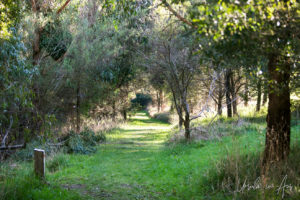 Grassy entry to Endeavour Fern Gully, Red Hill Victoria, Australia