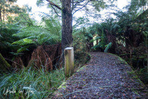 Elevated walkway around Endeavour Fern Gully, Red Hill Victoria, Australia