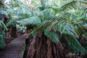 Tree ferns, Endeavour Fern Gully, Red Hill Victoria, Australia
