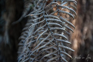 Close-up: temperate-climate fern frond, Endeavour Fern Gully, Red Hill Victoria, Australia