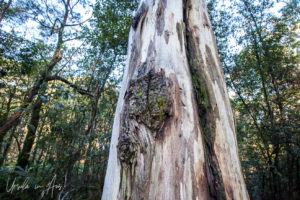 Detail: manna gum trunk, Endeavour Fern Gully, Red Hill Victoria, Australia