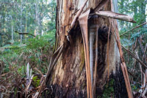 Detail: peeling ribbon gum, Endeavour Fern Gully, Red Hill Victoria, Australia