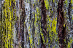 Detail: green moss on stringybark trunk, Endeavour Fern Gully, Red Hill Victoria, Australia