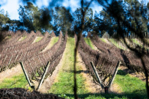 Rows of bare vines, Merricks Victoria, Australia