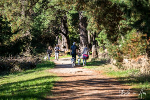 Dog walkers on the Merricks - Red Hill Rail Track, Victoria, Australia