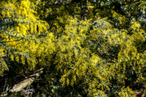 Close-up: yellow wattle in flower, Merricks - Red Hill Rail Track, Victoria, Australia
