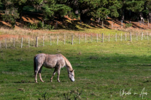 Horse grazing, Merricks - Red Hill Rail Track, Victoria, Australia