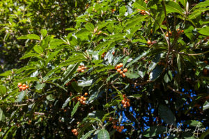 Pittosporum berries, Merricks - Red Hill Rail Track, Victoria, Australia