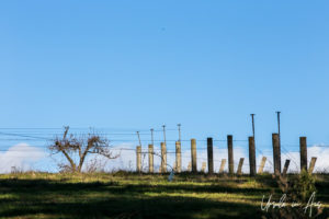 Vines and poles against a blue sky, Merricks - Red Hill Rail Track, Victoria, Australia