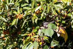 Willie wagtail in the pittosporum, Red Hill Rail Track, Victoria, Australia