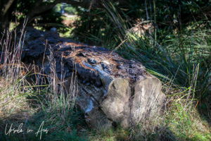 Fallen log, Red Hill Rail Track, Victoria, Australia