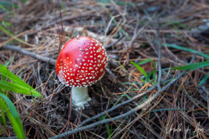 Fairy mushroom, Red Hill Rail Track, Victoria, Australia