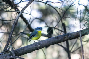 Eastern yellow robin, Red Hill Rail Track, Victoria, Australia