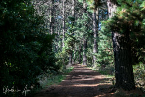 Path into a pine wood, Red Hill Rail Track, Victoria, Australia