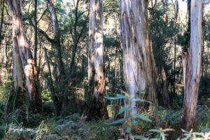 Gum Forest, Endeavour Fern Gully, Red Hill Victoria, Australia